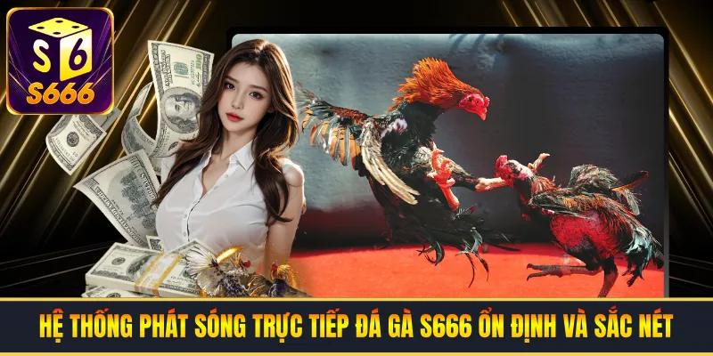 Hệ thống phát sóng trực tiếp đá gà S666 ổn định và sắc nét